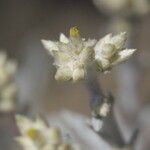 Pseudognaphalium microcephalum Flower