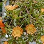 Delosperma cooperiFlower