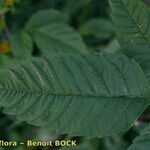 Bidens vulgata Blad