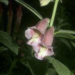 Sesamum indicum फूल