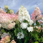 Hydrangea paniculata Blomma