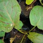 Rumex pulcher Likasa