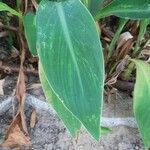 Canna glauca Blad