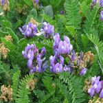 Astragalus danicus Blad