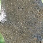 Albizia anthelmintica Bark