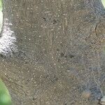 Albizia anthelmintica خشب