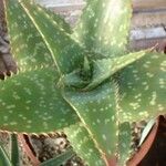 Aloe grandidentata Hostoa