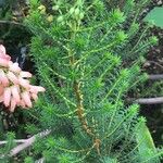 Erica mammosa Leaf