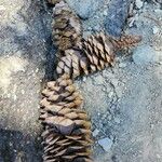 Pinus lambertiana Fruto