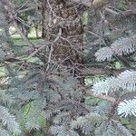 Abies lasiocarpa Kabuk