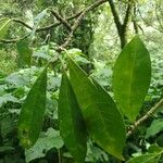 Voacanga africana Blad