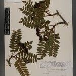 Sorbus himalaica Sonstige