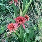Echinacea pallida Flor