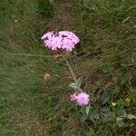 Lychnis flos-jovis Hábito