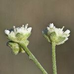 Parthenium confertum Цвят