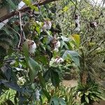 Gossypium barbadense ᱡᱚ