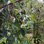 Gossypium barbadense Fruchs