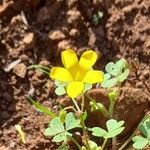 Oxalis niederleinii