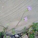 Silene secundiflora Kvet