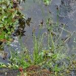 Juncus biglumis Агульны выгляд