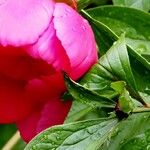 Paeonia lactifloraFuelha