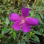 Tibouchina urvilleana Λουλούδι
