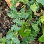 Erodium acaule Hoja
