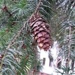 Pseudotsuga menziesii Gyümölcs