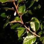 Elaeagnus macrophylla Blomst