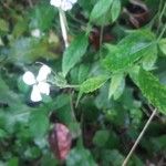 Hesperis matronalisFlower