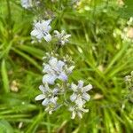 Brimeura amethystina Flor