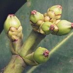 Clusia mangle Fruto