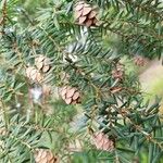 Tsuga canadensis Fruchs