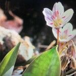 Claytonia caroliniana 花