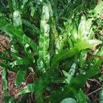 Microsorum punctatum Blatt