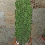 Cupressus sempervirensBlatt