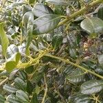 Ilex cornuta Folha