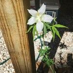 Hibiscus coccineusFlower