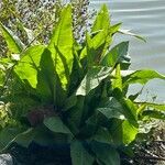 Rumex hydrolapathum Листок