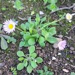 Bellis annua 整株植物