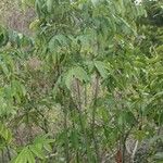 Leea guineensis आदत