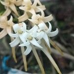 Cyrtorchis ringens Цветок