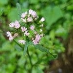 Cyanthillium cinereum Flor