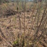 Aloe ellenbeckii Habitatea