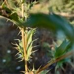 Carlina corymbosa Folha