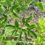 Aralia hispida Leaf