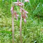 Epipogium aphyllum Flower