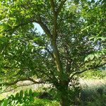 Juglans mandshurica Хабит