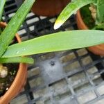 Nerine sarniensis Leaf