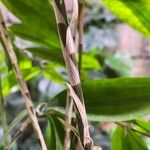 Dracaena surculosa പുറംതൊലി